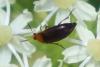 Anaspis sp.